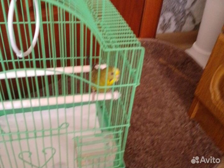 Волнистый попугай