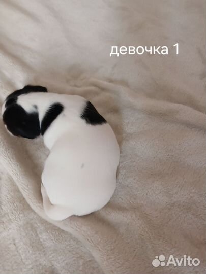 Щенки джек Рассел терьер с документами