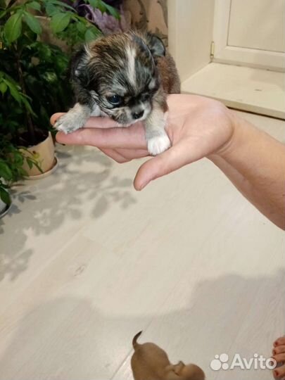 Щенки чихуахуа