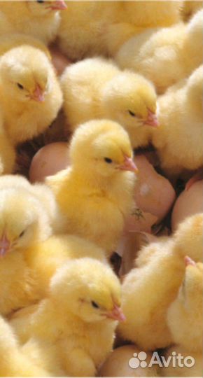 Инкубационное яйцо