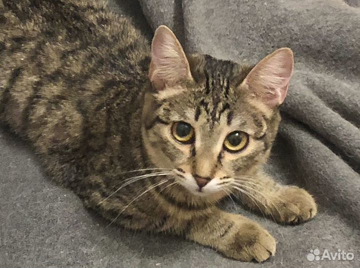 Чуча - стерильная подросток-девочка в дар