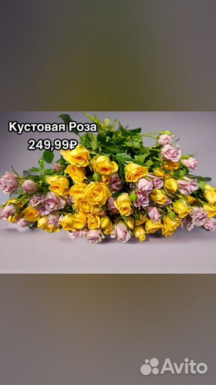 Кустовая роза