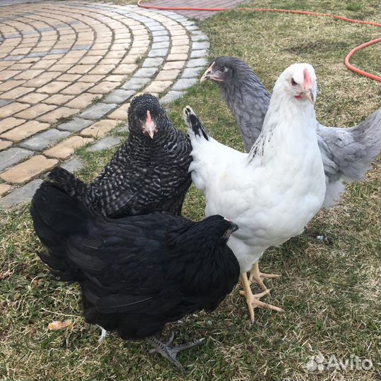 Куры несушки