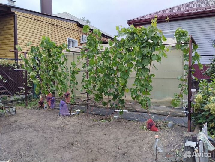 Продам Черенки (чебук) винограда