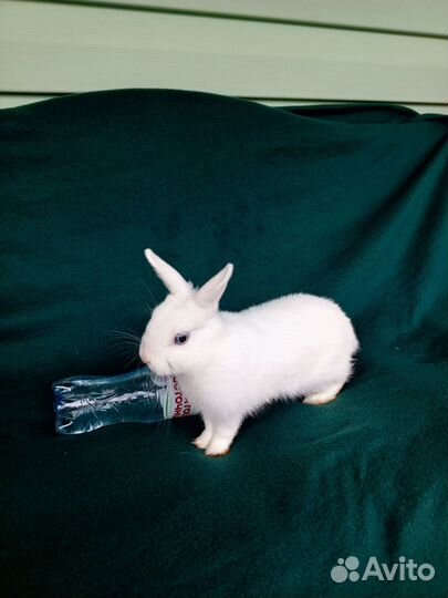 Кролик карликовый настоящий девочка 5 мес