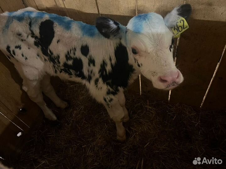 Крепкие бычки телята доставка