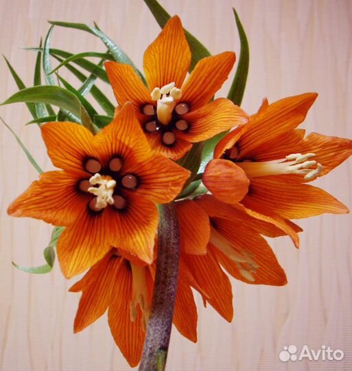 Рябчик императорский