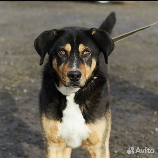 Шикарный Барри ищет Дом