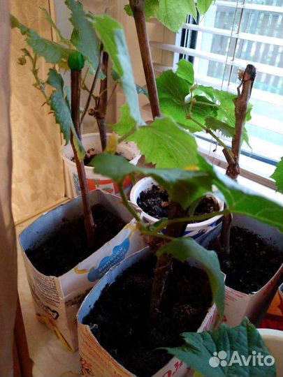 Саженцы винограда