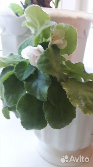 Фиалка в горшках 3 шт