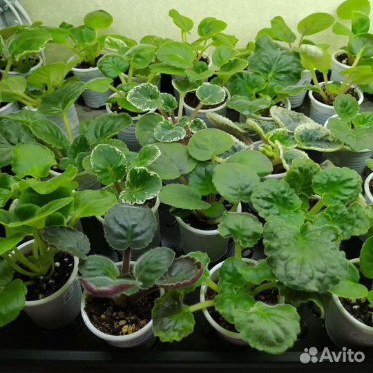 Детки сортовых фиалок