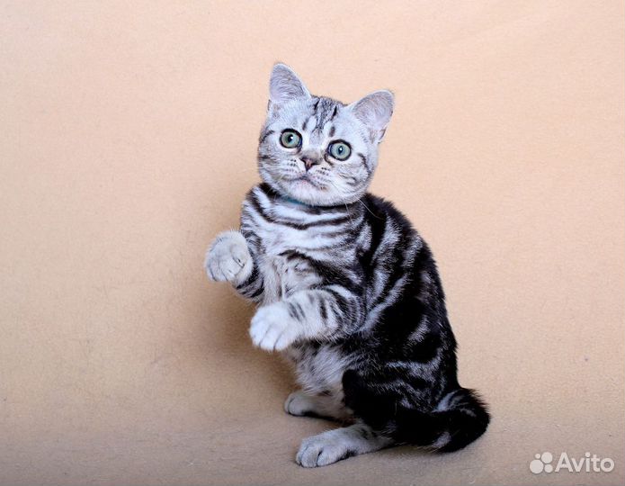 Американская короткошерстная