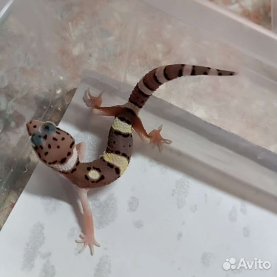 Геккон эублефар