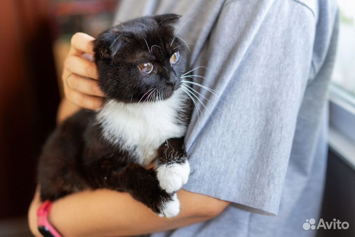 Кроткая и нежная вислоушка с космическими глазами