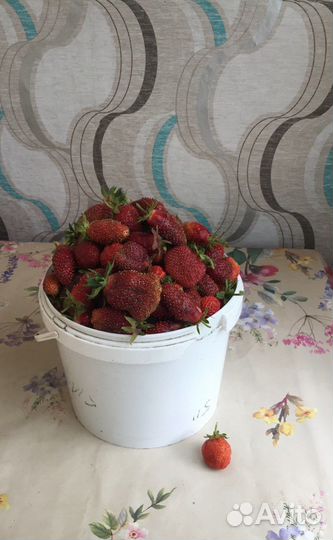 Рассада клубники Купчиха