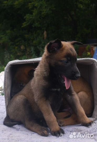 Щенки бельгийской овчарки малинуа