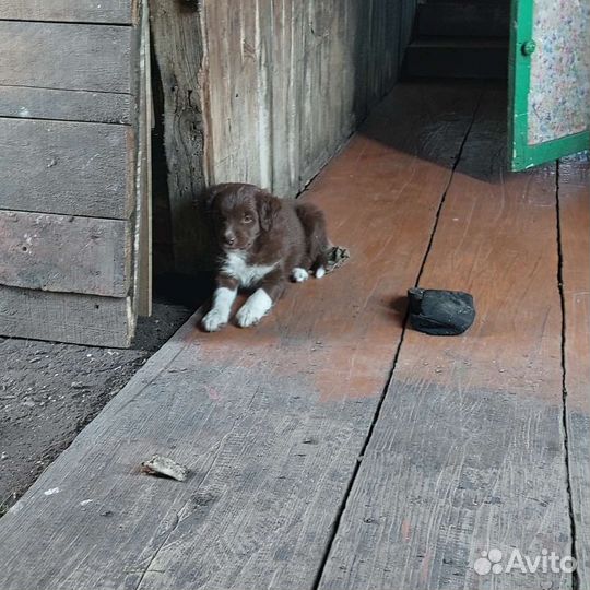 Собака в добрые руки отдам бесплатно