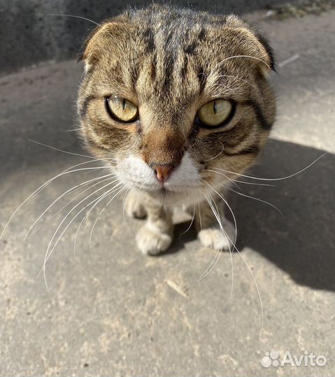 Шотландский вислоухий кот