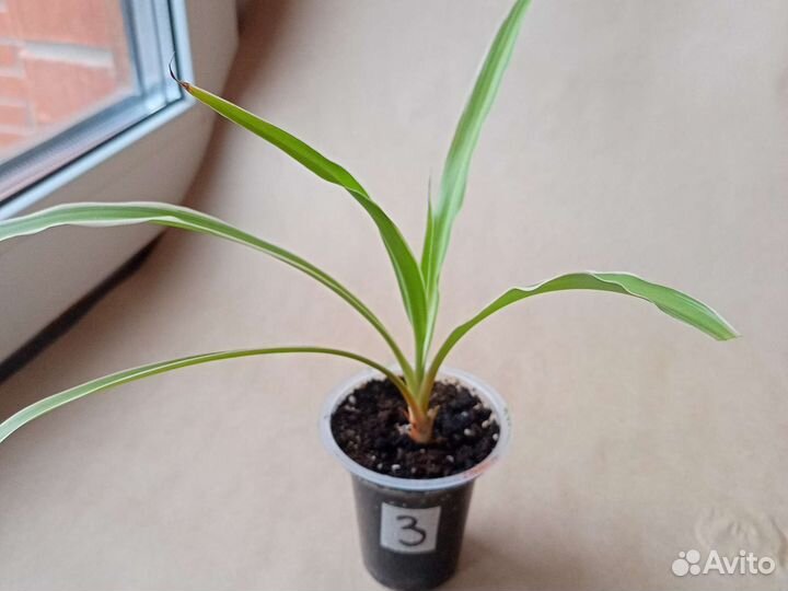 Хлорофитум