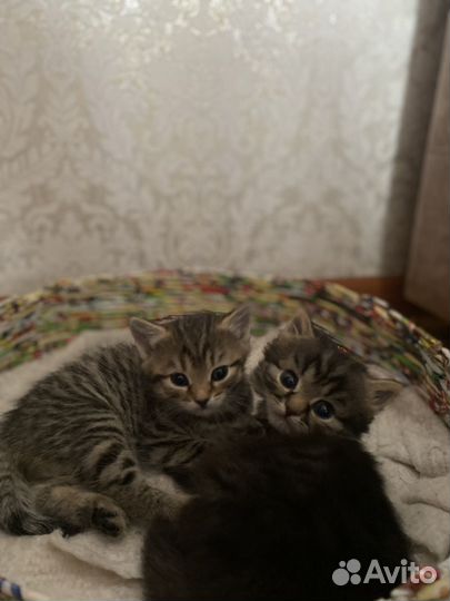 Шотландские котята