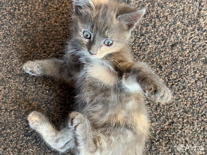 Котята в добрые руки даром девочка 1,5 месяца