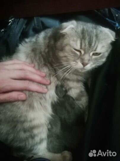Кошка