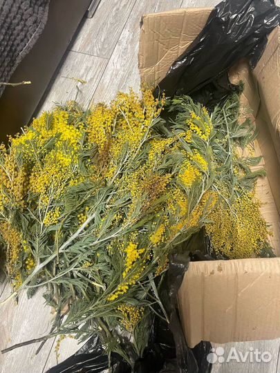 Мимоза опт/розница/тюльпаны