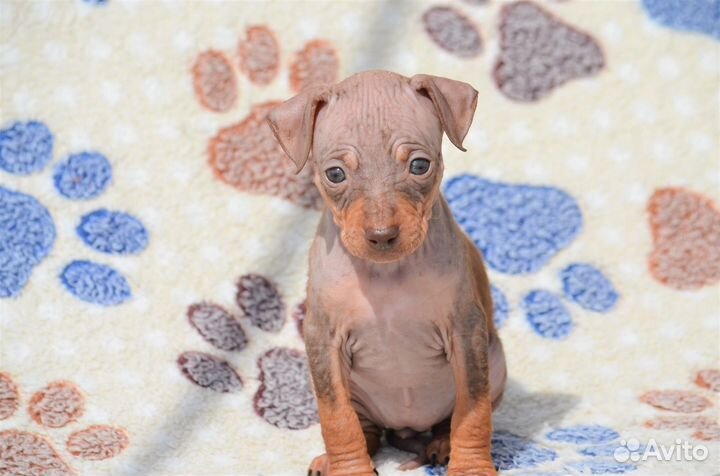 Девочка агт