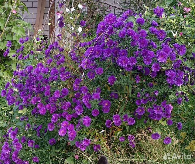 Цветы садовые