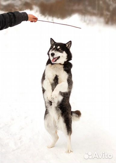 Сибирский хаски