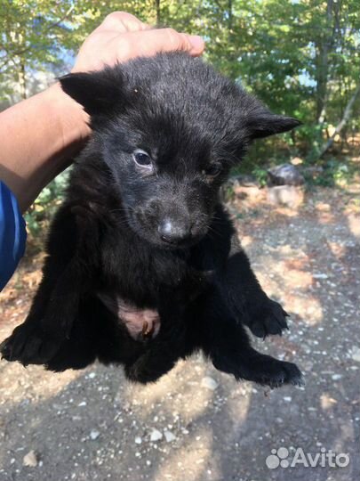 Немецкая овчарка