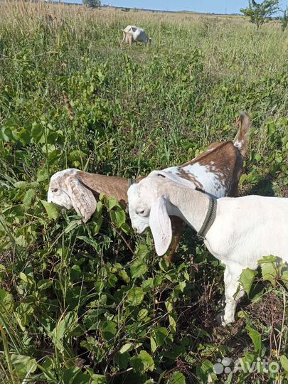 Продам коз