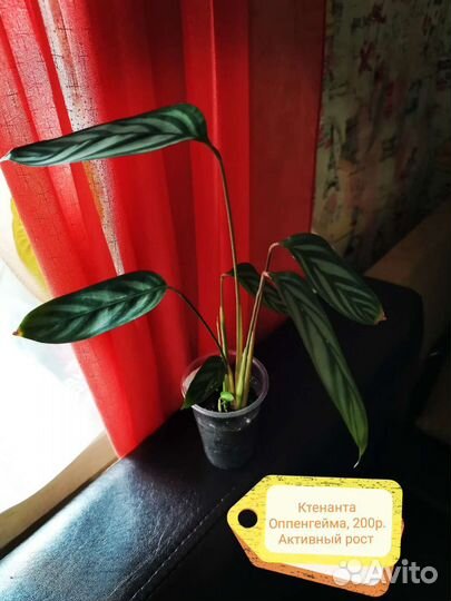 Ктенанта Оппенгейма