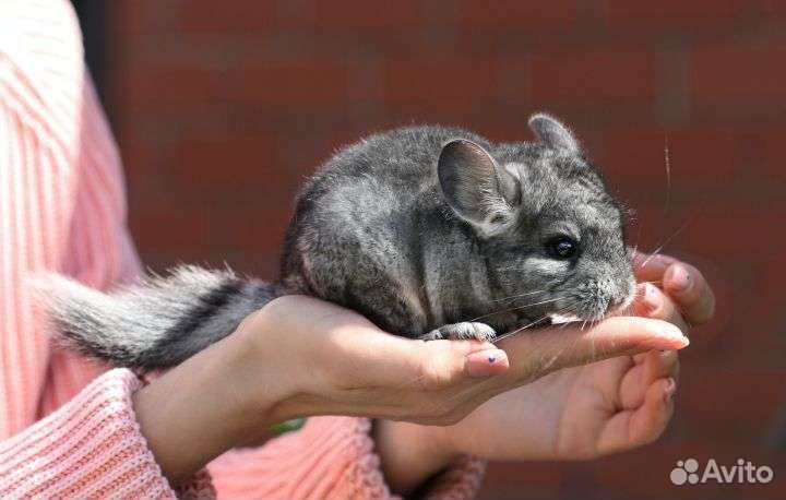 Передержка ваших питомцев