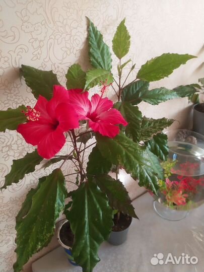 Комнатные цветы