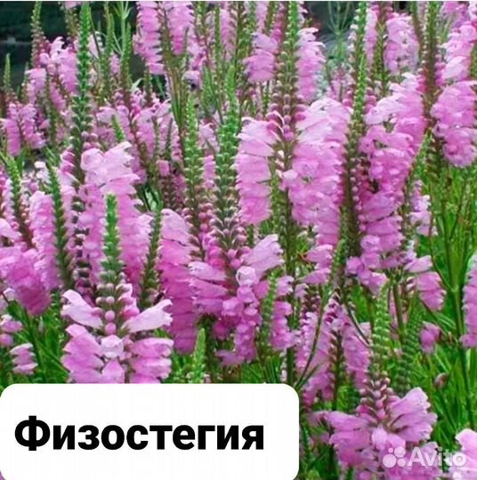 Многолетние цветы зкс (почта, сдек)