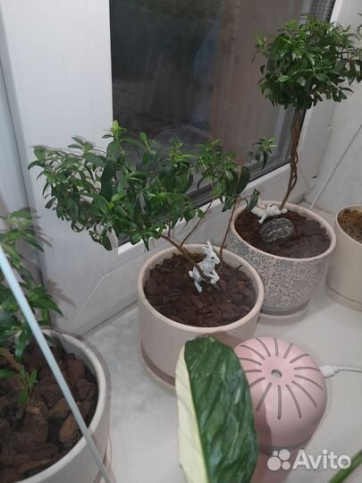 Цветы разные домашние