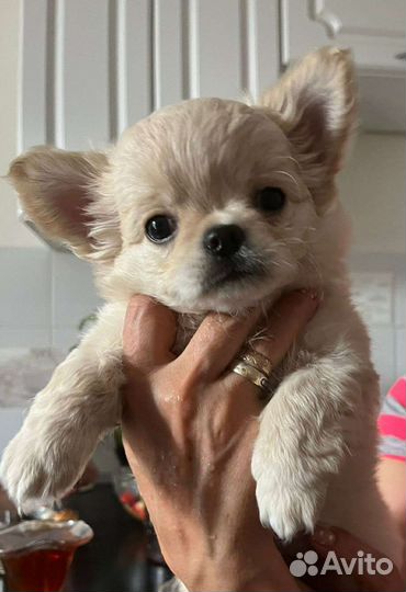 Щенки чихуахуа длинношерстные