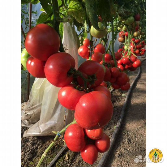 Семена ультрараннего томата Эрай F1 Турция