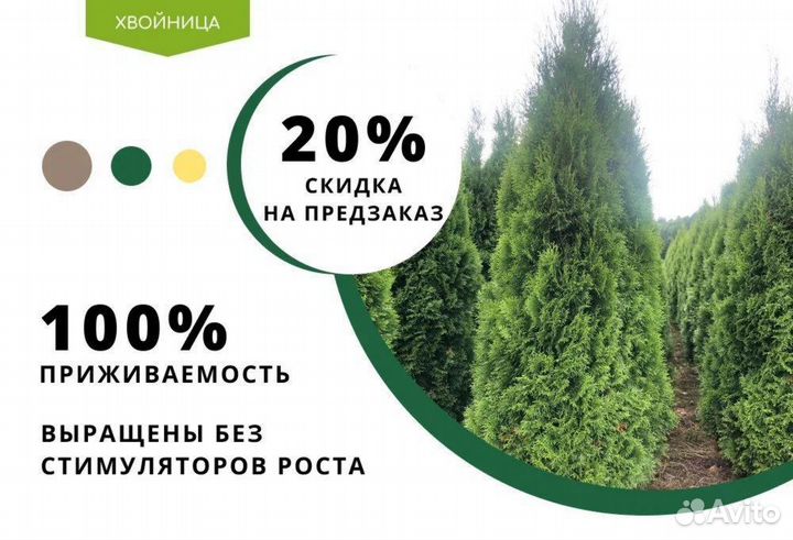 Туя Брабант 1,5 м