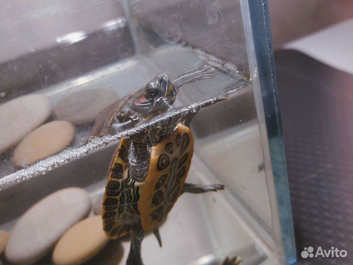 Красноухая черепаха с аквариумом 10л
