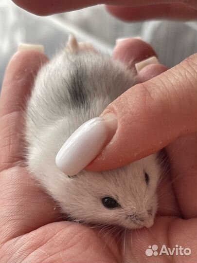 Джунгарский хомяк маленький