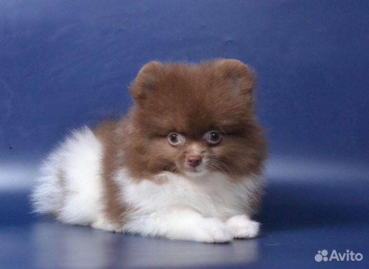 Мальчик шпиц)