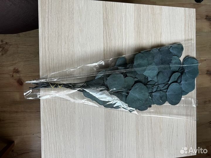 Стабилизированный эвкалипт Популус