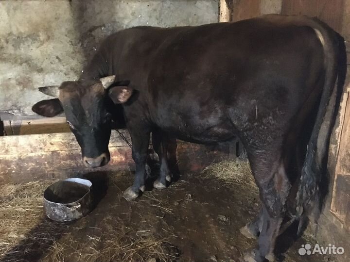 Быки на мясо