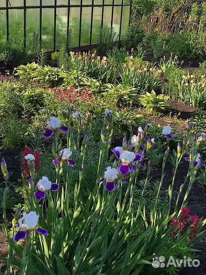 Саженцы цветов дачных