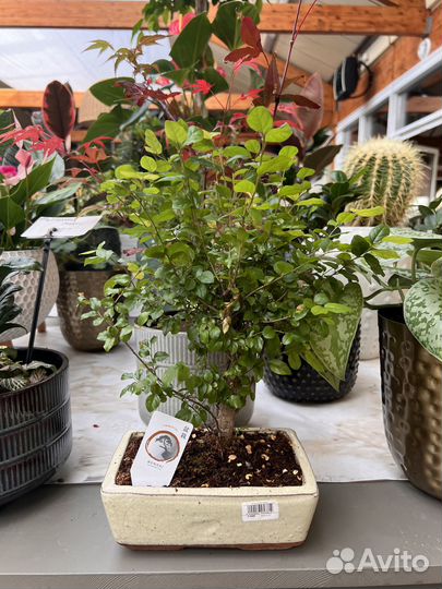 Бонсай. Фикус гинсенг