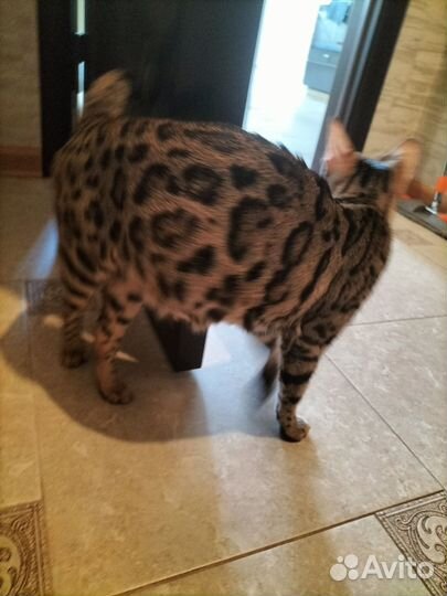 Бенгальская кошка