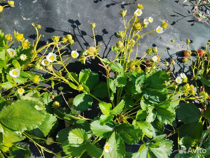 Клубника саженцы