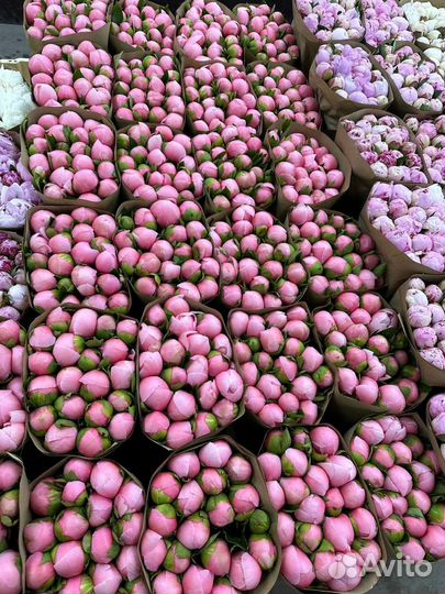 Пионы оптом